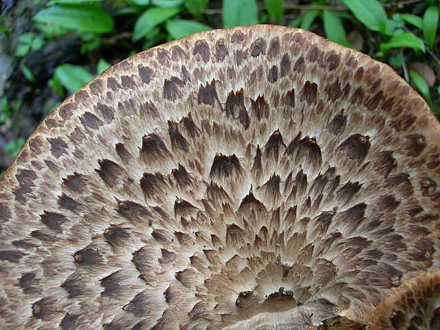 Funghi e vegetazione invasiva